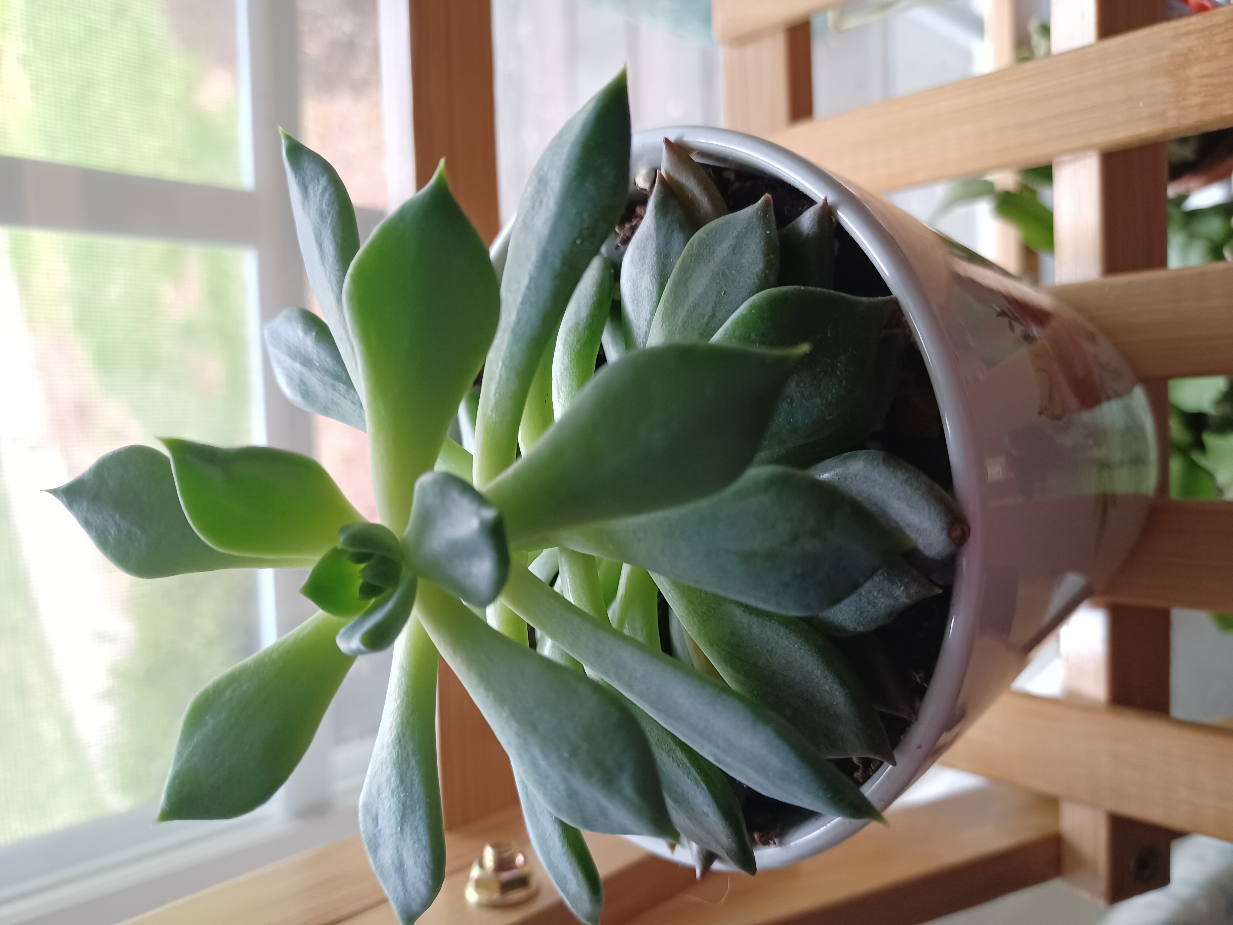 Sedeveria 'Dark Elf' succulent in a pot on a wooden stand near a window.