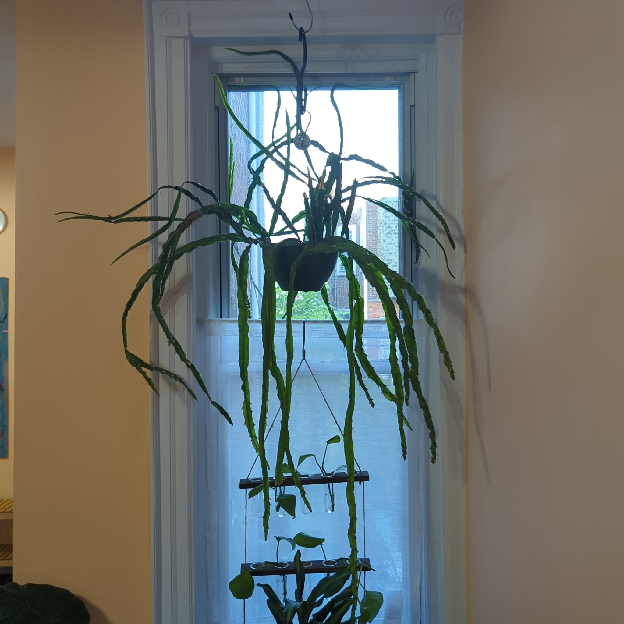 Hanging Red Orchid Cactus with long, slender green stems in front of a window.