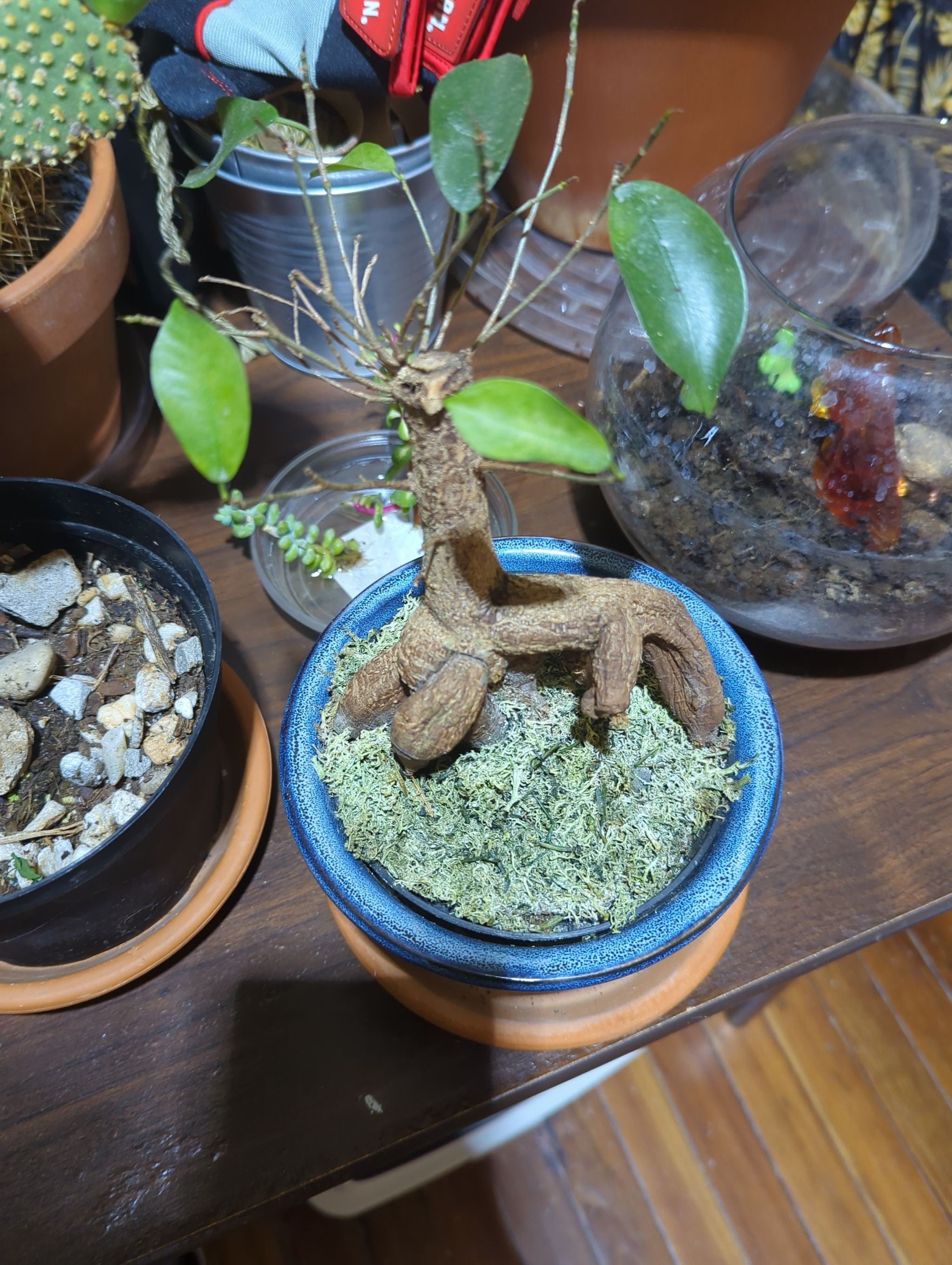 How to Care for Ficus Ginseng Mastering Water, Sunlight & More