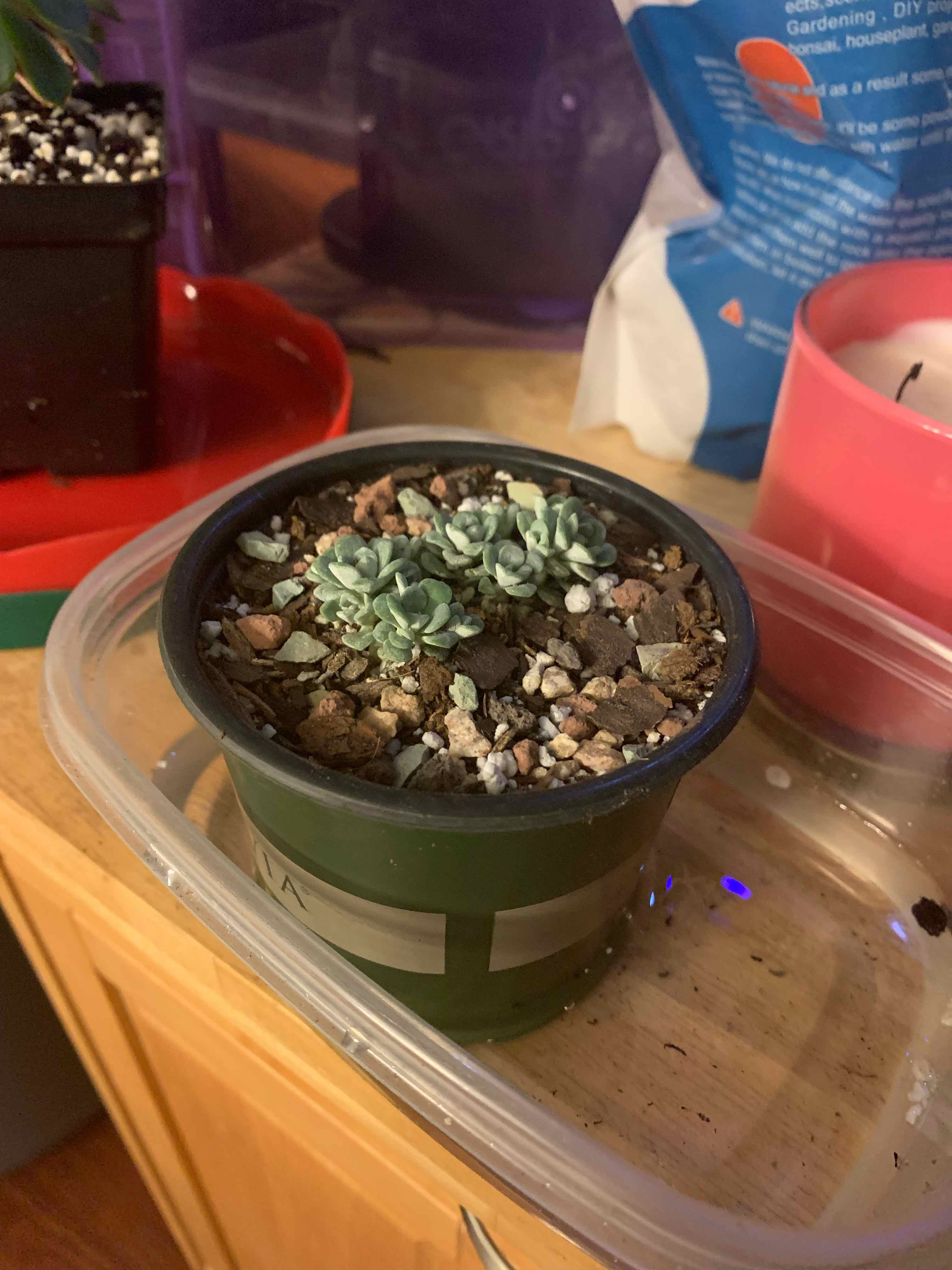 Purdy's Stonecrop succulent in a small pot with visible soil, appears healthy.