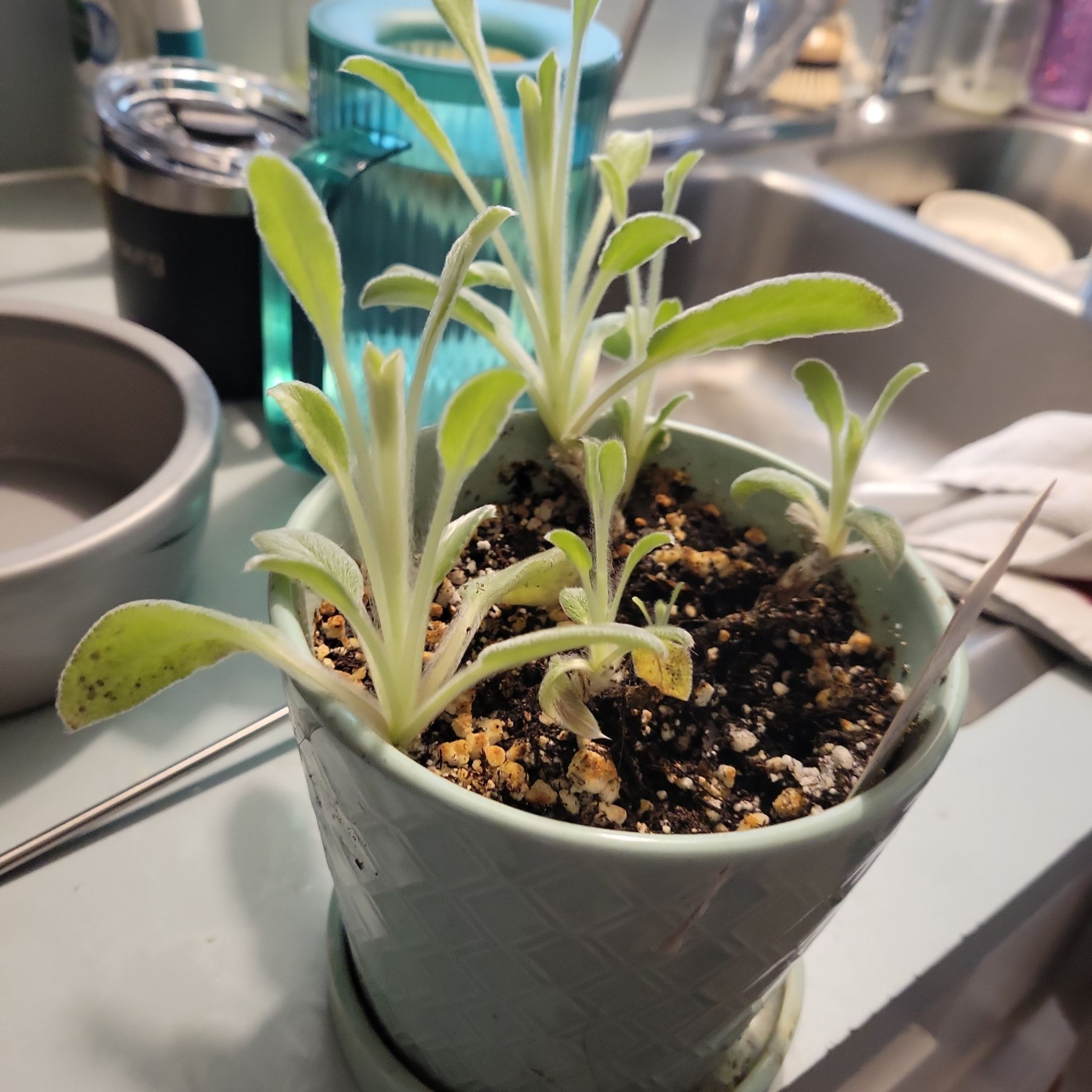 Potted Lamb's Ear plant with fuzzy, light green leaves near a kitchen sink.