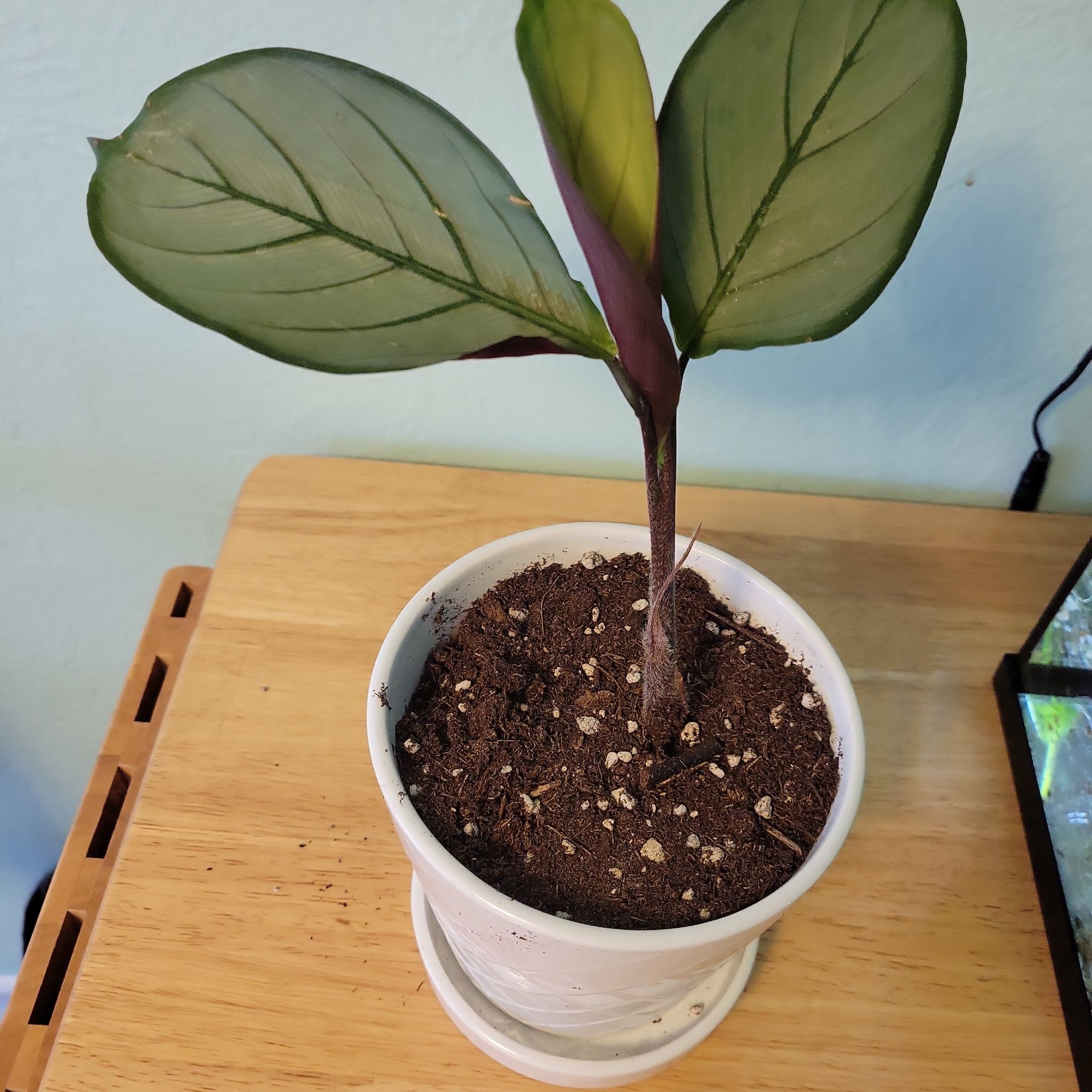 Never Never Plant 'Grey Star' in a white pot with two large, healthy leaves.