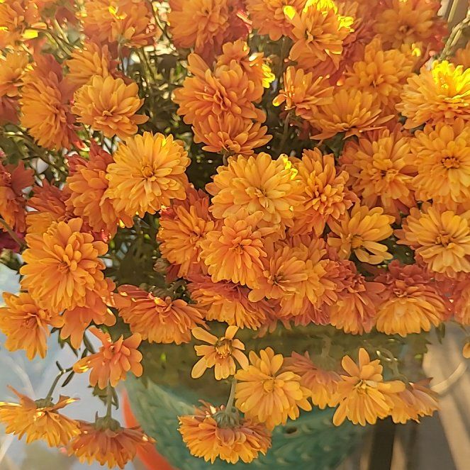 Photo of the plant species Hardy Chrysanthemum by @Fiddlesticks named Piper on Greg, the plant care app