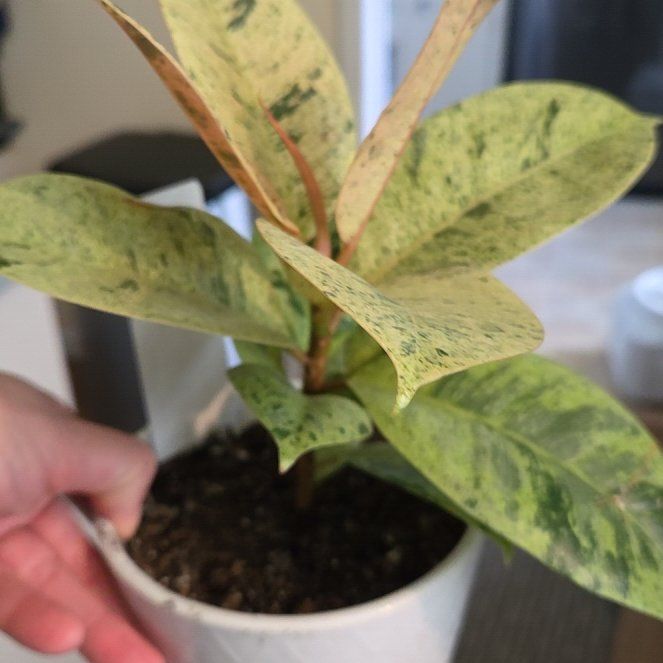 Photo of the plant species shivereana moonshine by @Fiddlesticks named Fernie Mac on Greg, the plant care app