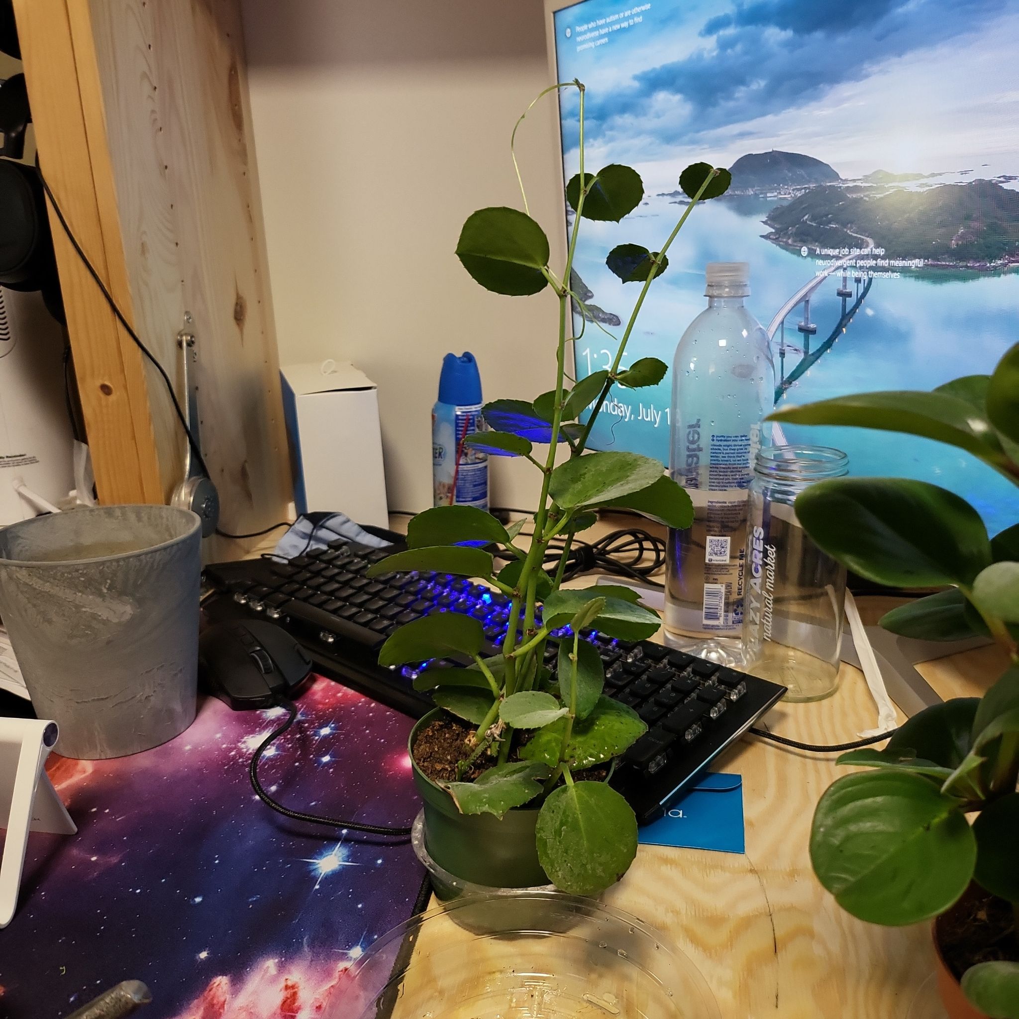 Peruvian Grape Ivy plant on a desk with green leaves, surrounded by office items.