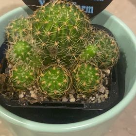 Photo of the plant species Spider Web Cactus by @TitanicOxlip named Harper on Greg, the plant care app