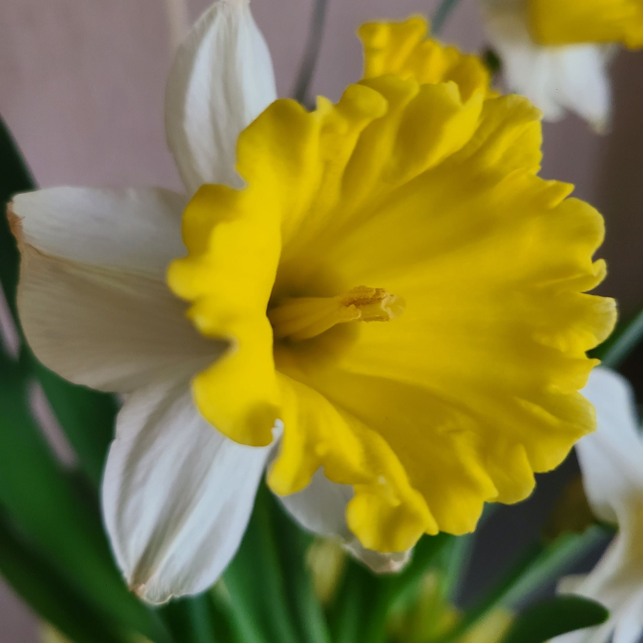 Close-up of a healthy daffodil flower with yellow petals and white perianth.