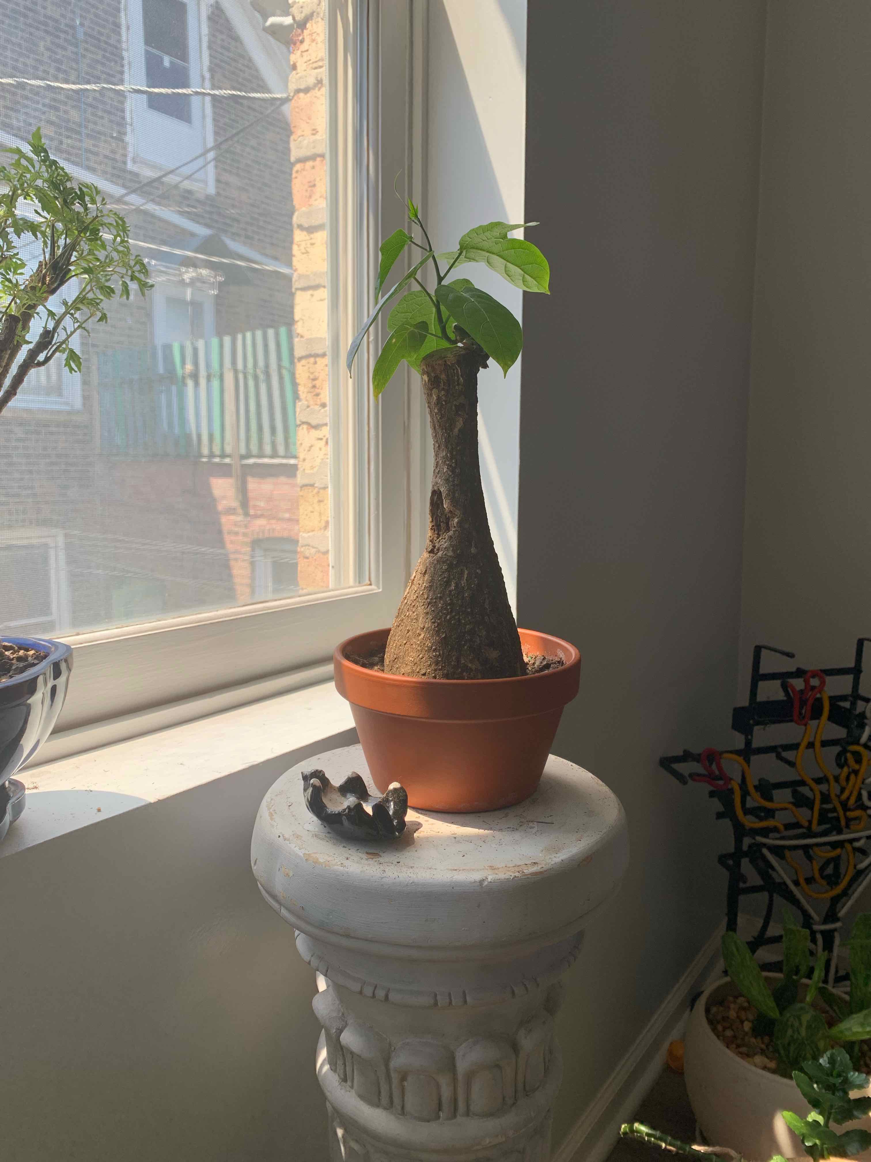 Photo of the plant species Sterculia Colorata by @OtsuGardens named shichimencho 七面鳥 on Greg, the plant care app