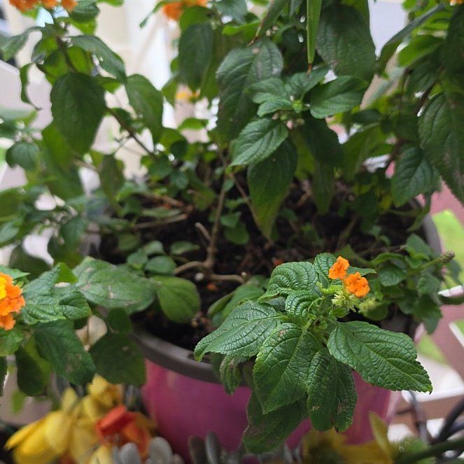 Photo of the plant species Lantana by @FairGollum named Kendall on Greg, the plant care app
