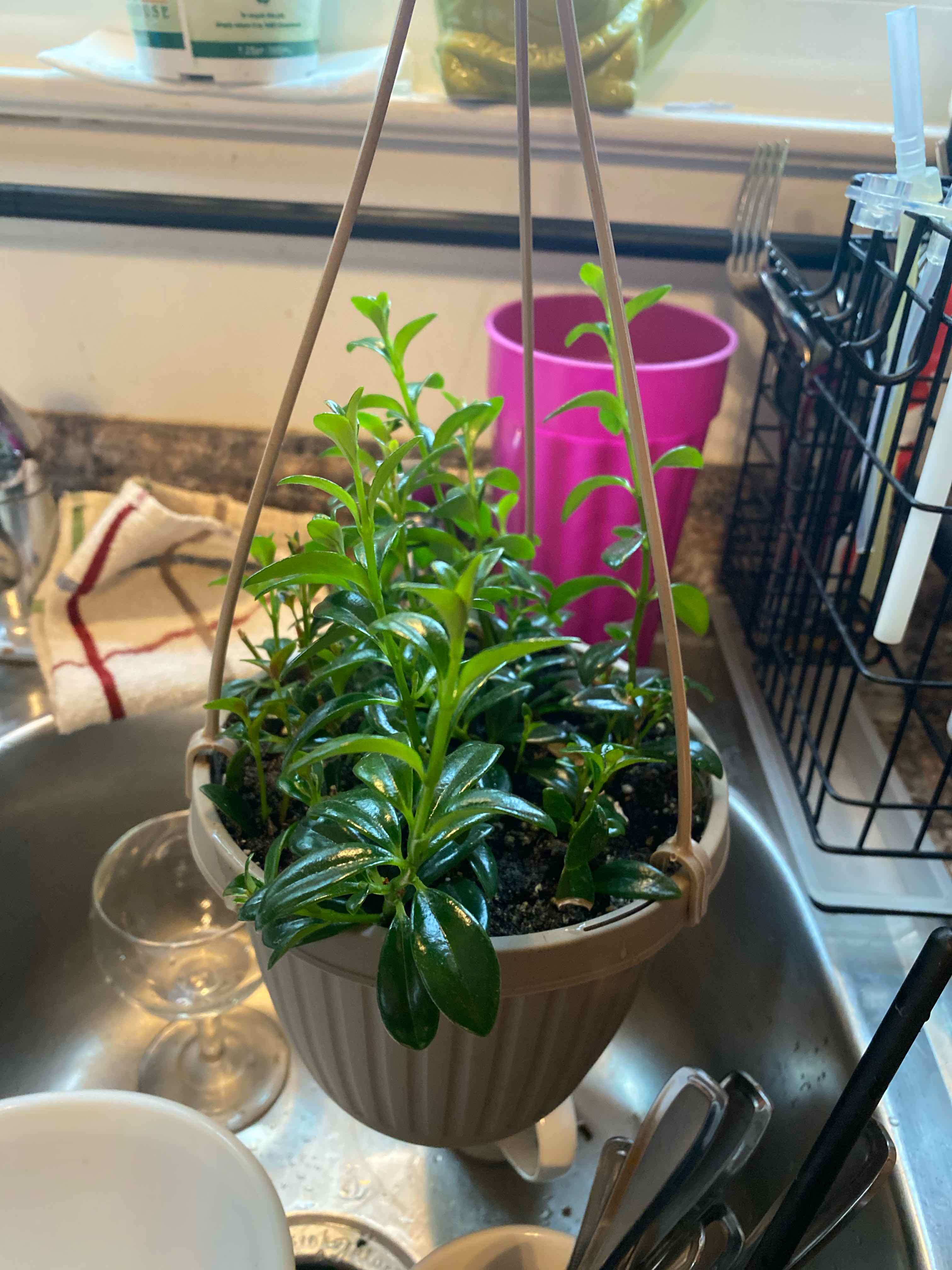 Hanging potted Goldfish Plant with glossy green leaves in a kitchen setting.