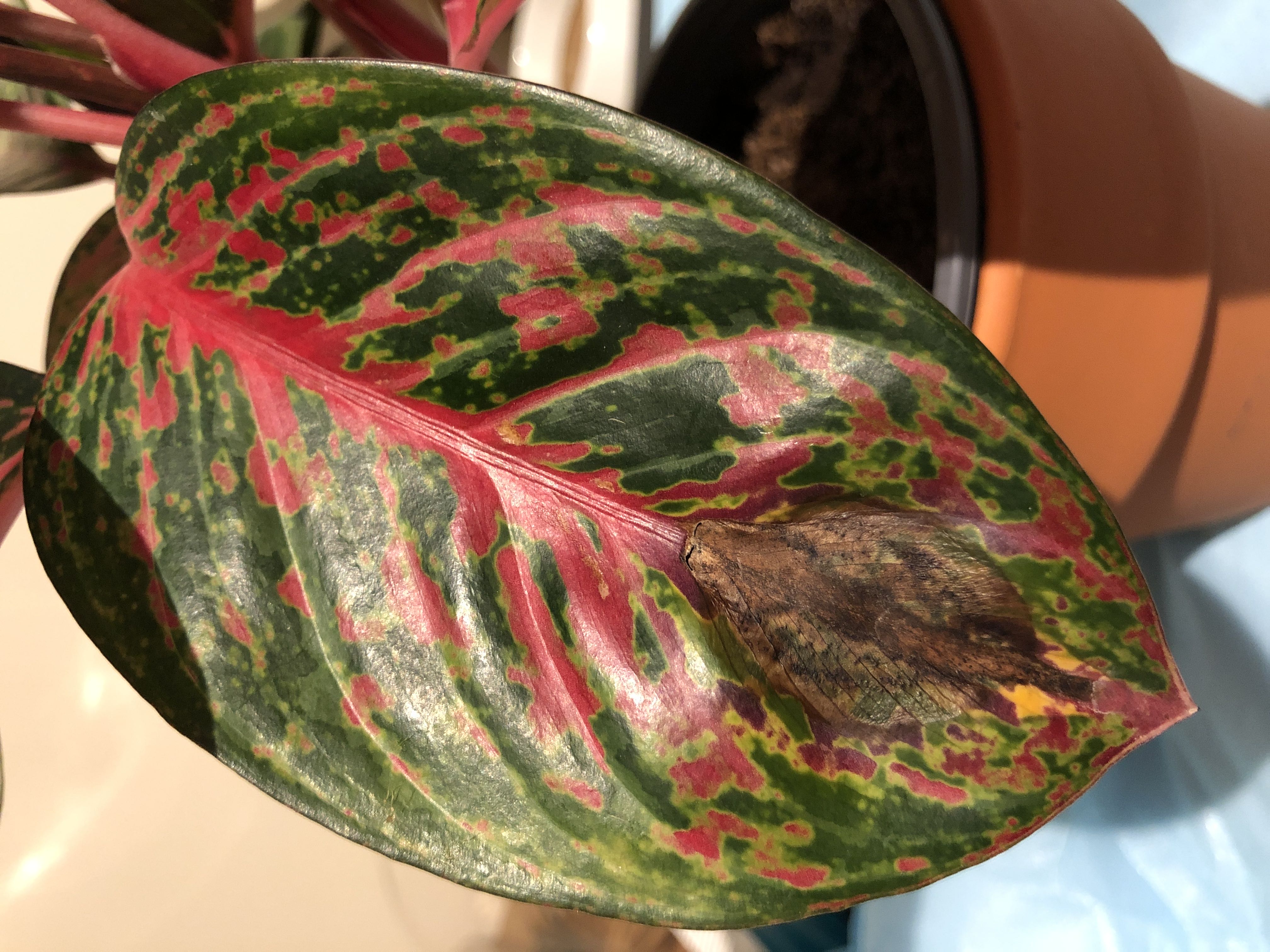 How Do I Cure Aglaonema 'Garnet Coltrane' Root Rot?