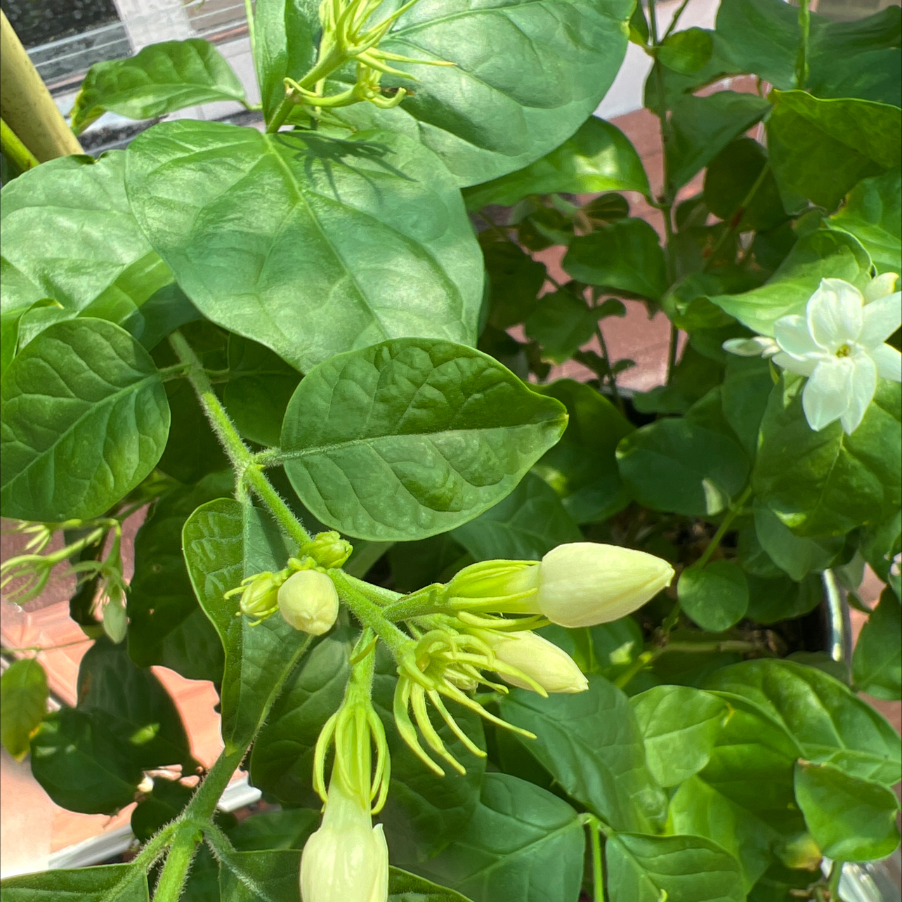 Photo of the plant species Arabian Jasmine by @Nailya named Жасмин on Greg, the plant care app