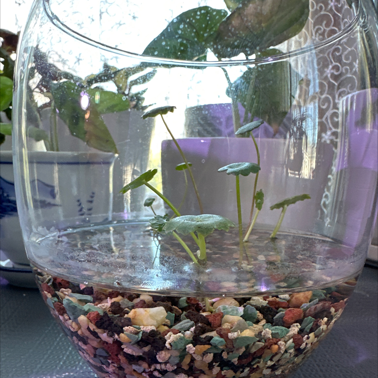 Manyflower Marshpennywort plant in a glass container with visible soil and water.