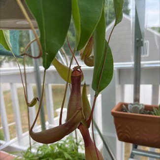Tropical Pitcher Plant plant in Beverly, Massachusetts