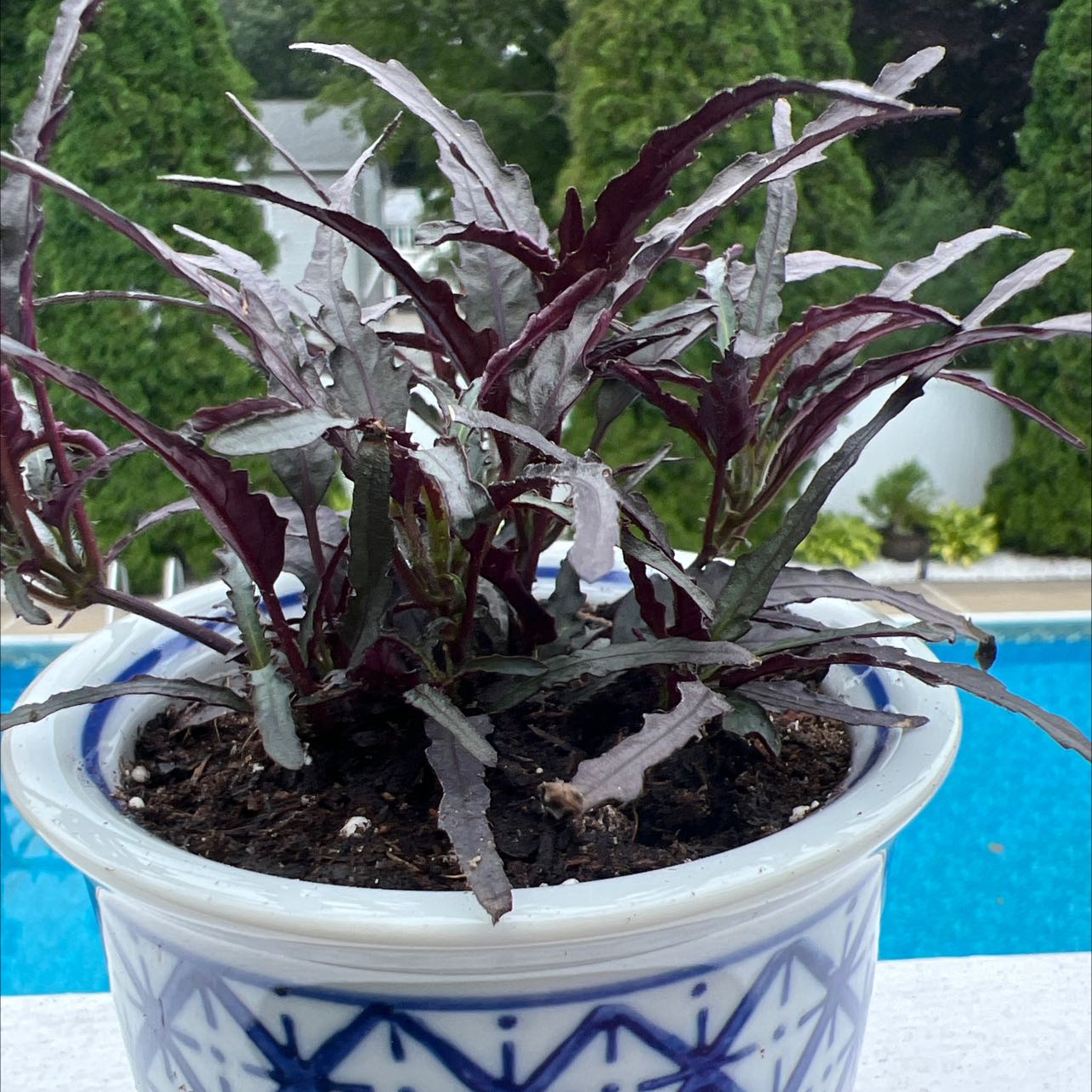 Potted Dragon's Tongue plant with dark purple and green leaves.