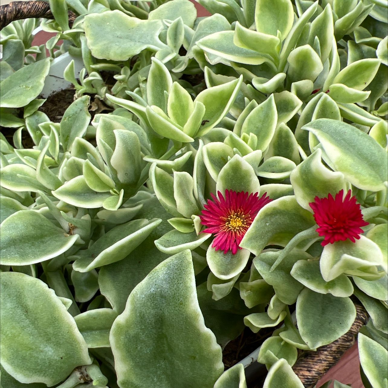 Photo of the plant species Baby Sun Rose by @Nailya named Аптения on Greg, the plant care app