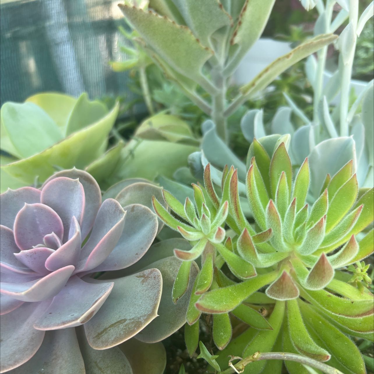 Image of various healthy succulent plants with different shapes and colors.