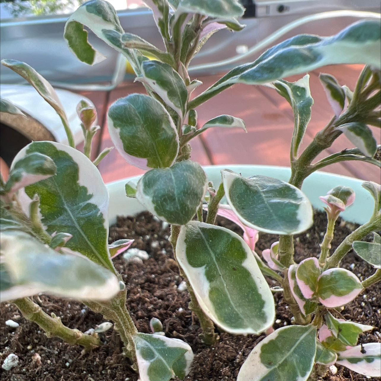 Snow White Waffle Plant with variegated leaves in a pot with visible soil.