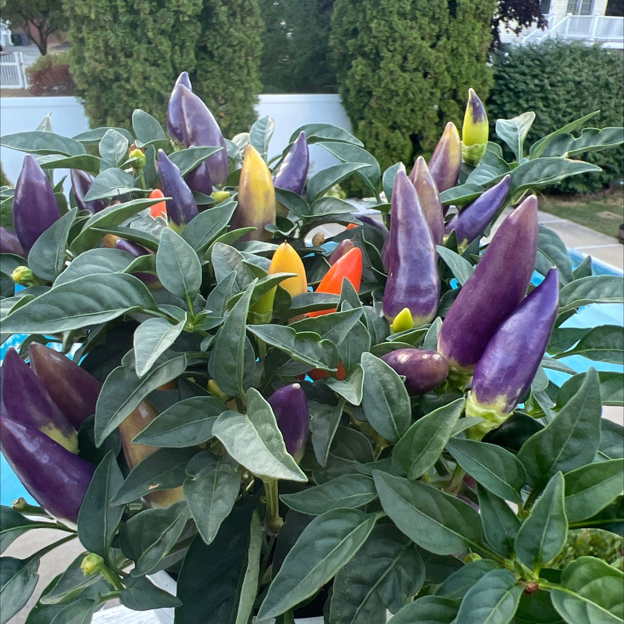 Ornamental Pepper plant with colorful peppers in various stages of ripeness.