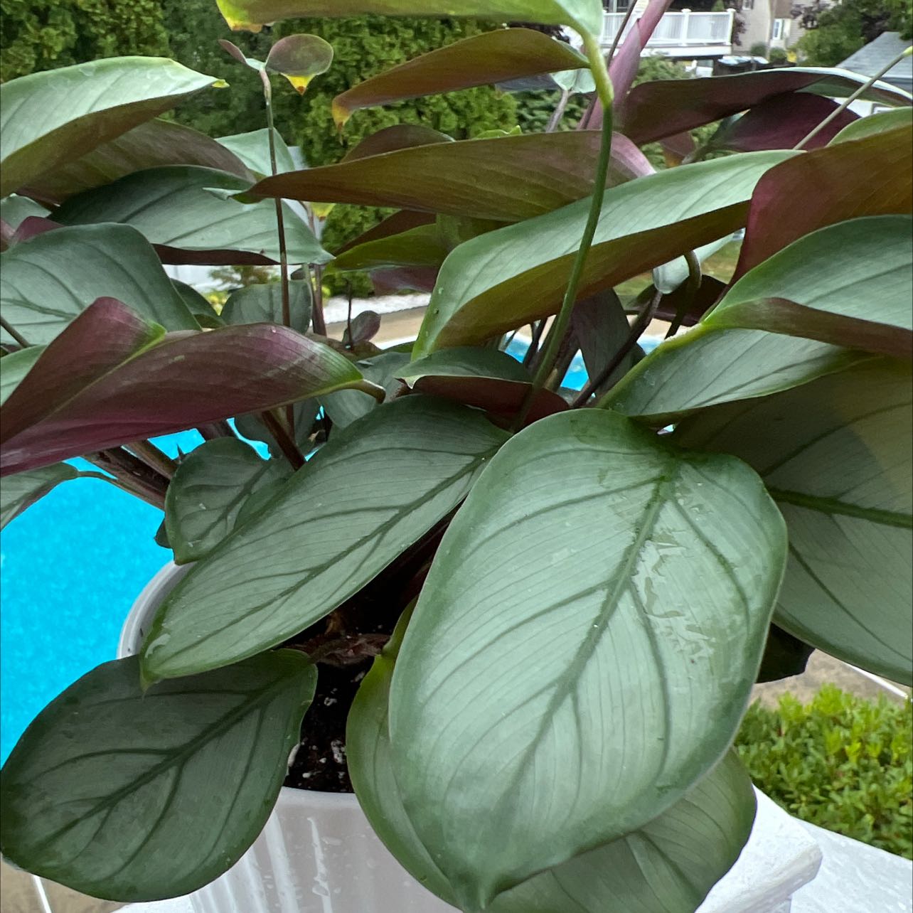 Never Never Plant 'Grey Star' with large, healthy green leaves in a white pot.