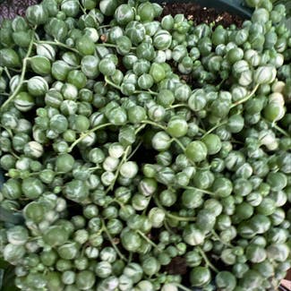 String of Pearls plant in Beverly, Massachusetts