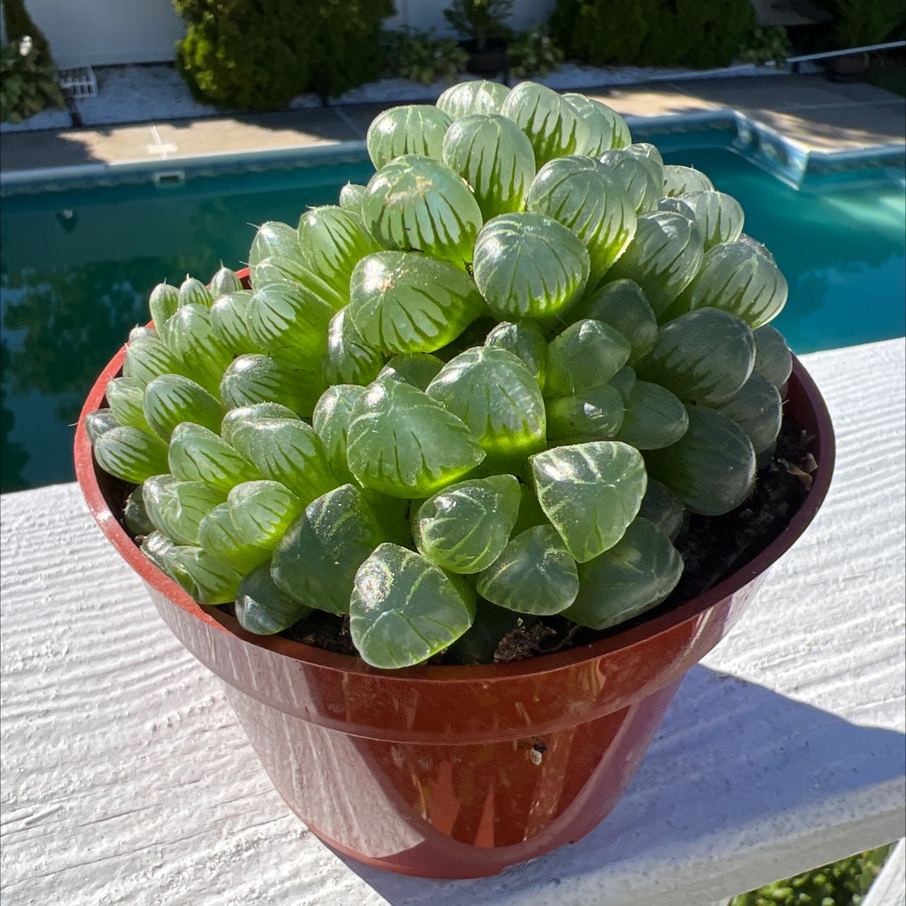 Photo of the plant species Haworthia cooperi by @Nailya named Хавортия Купери on Greg, the plant care app