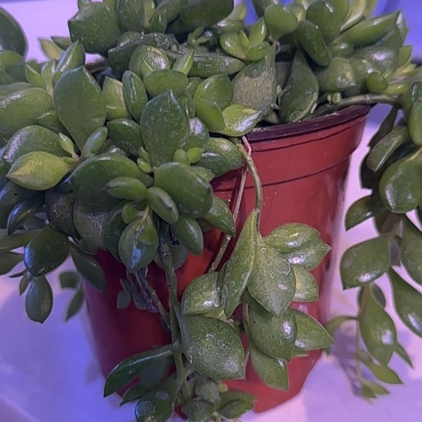 Healthy Cliff Cotyledon succulent in a red pot with green fleshy leaves.