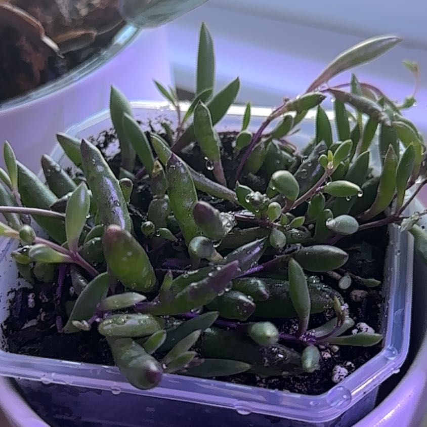 Healthy Shoreline Sea Purslane plant in a small container with visible soil.