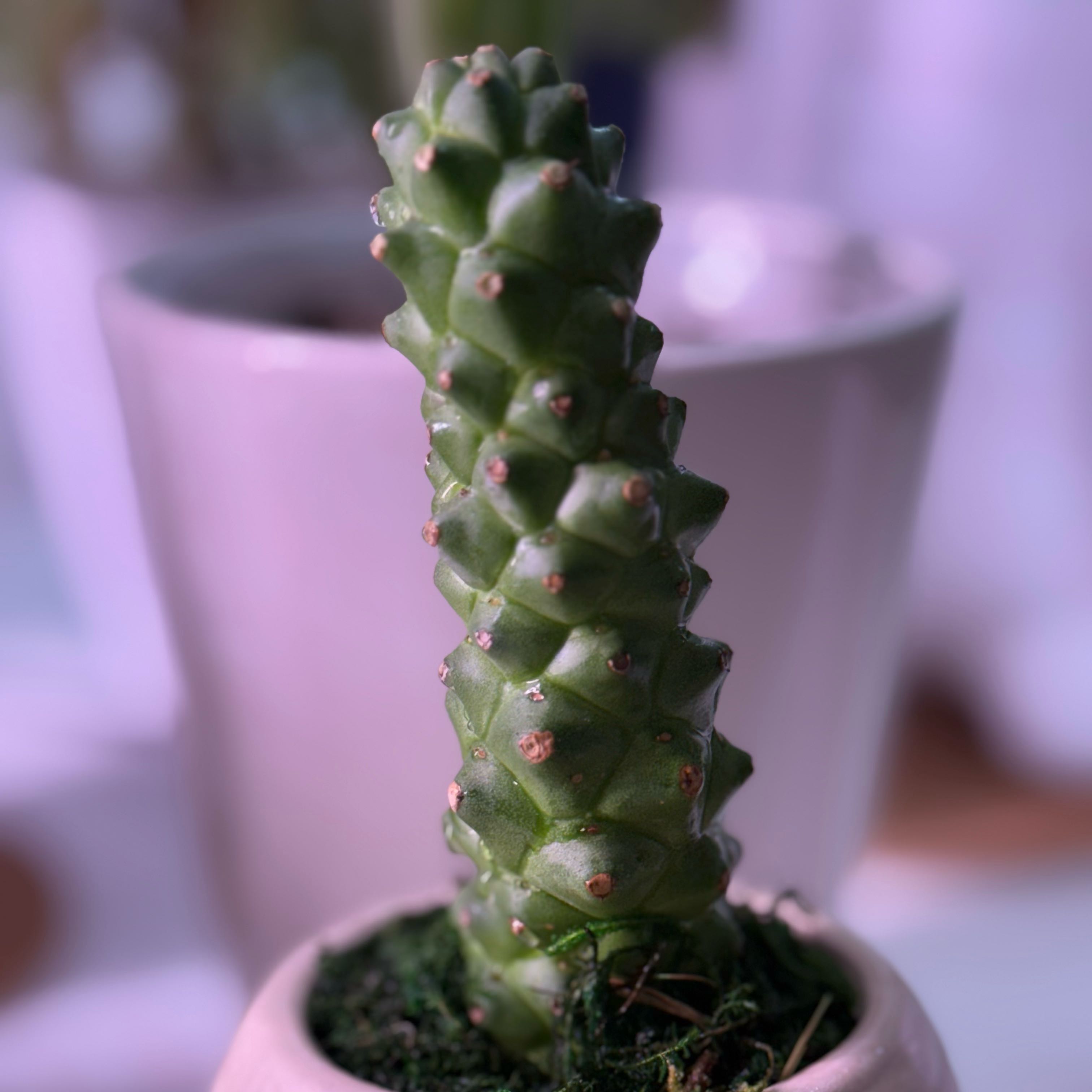 Photo of the plant species Star Monadenium by @Nailya named Монадениум on Greg, the plant care app