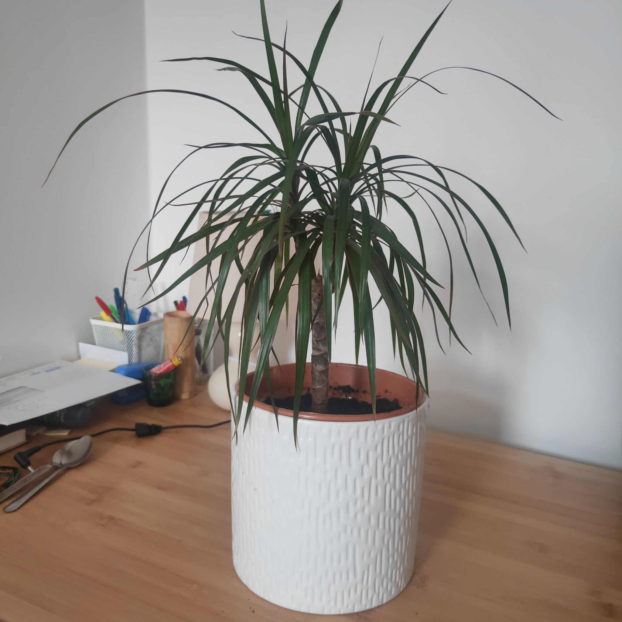 Potted Open Weave Dragon Tree on a wooden surface with visible soil.
