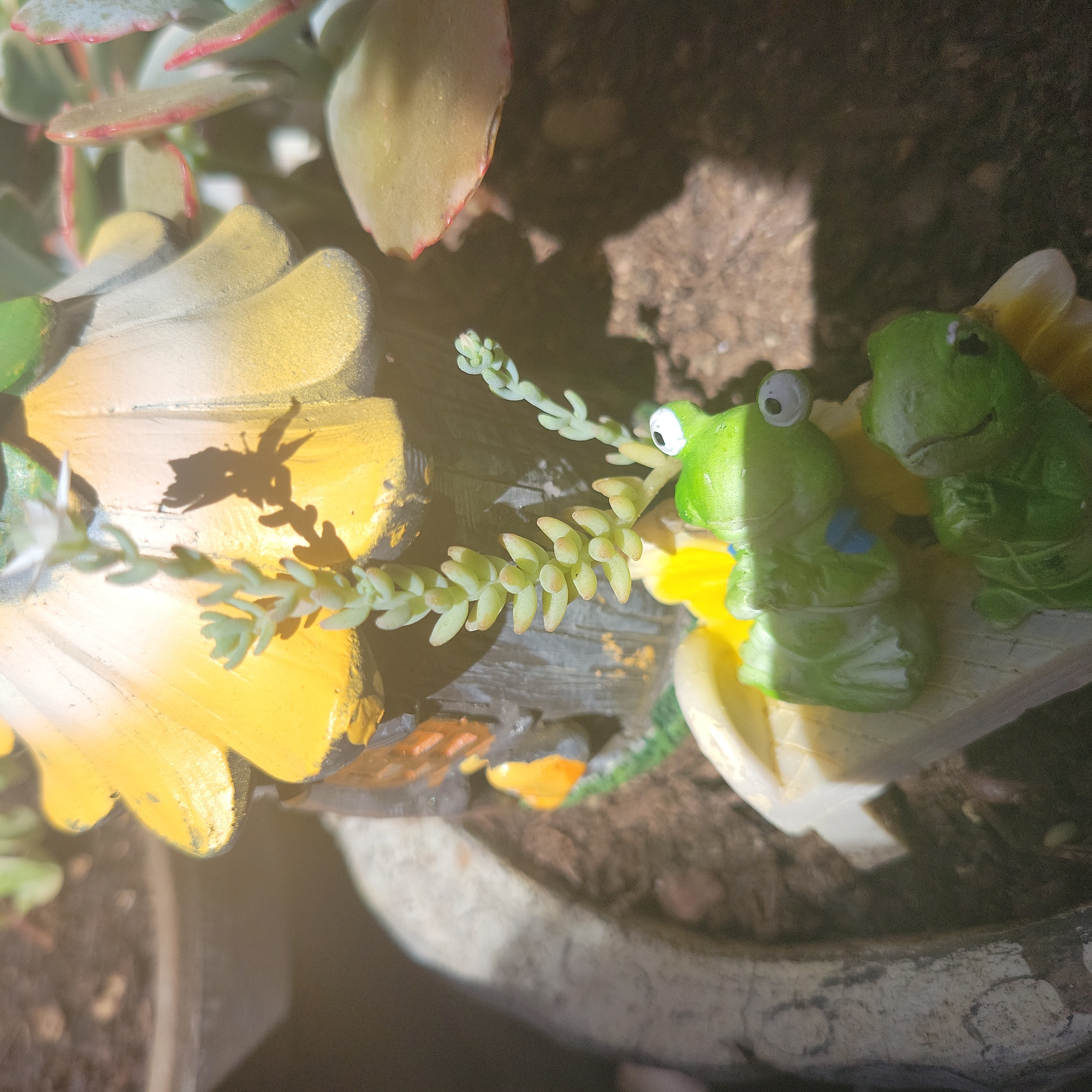 Spanish Stonecrop plant with small, succulent leaves and decorative elements.