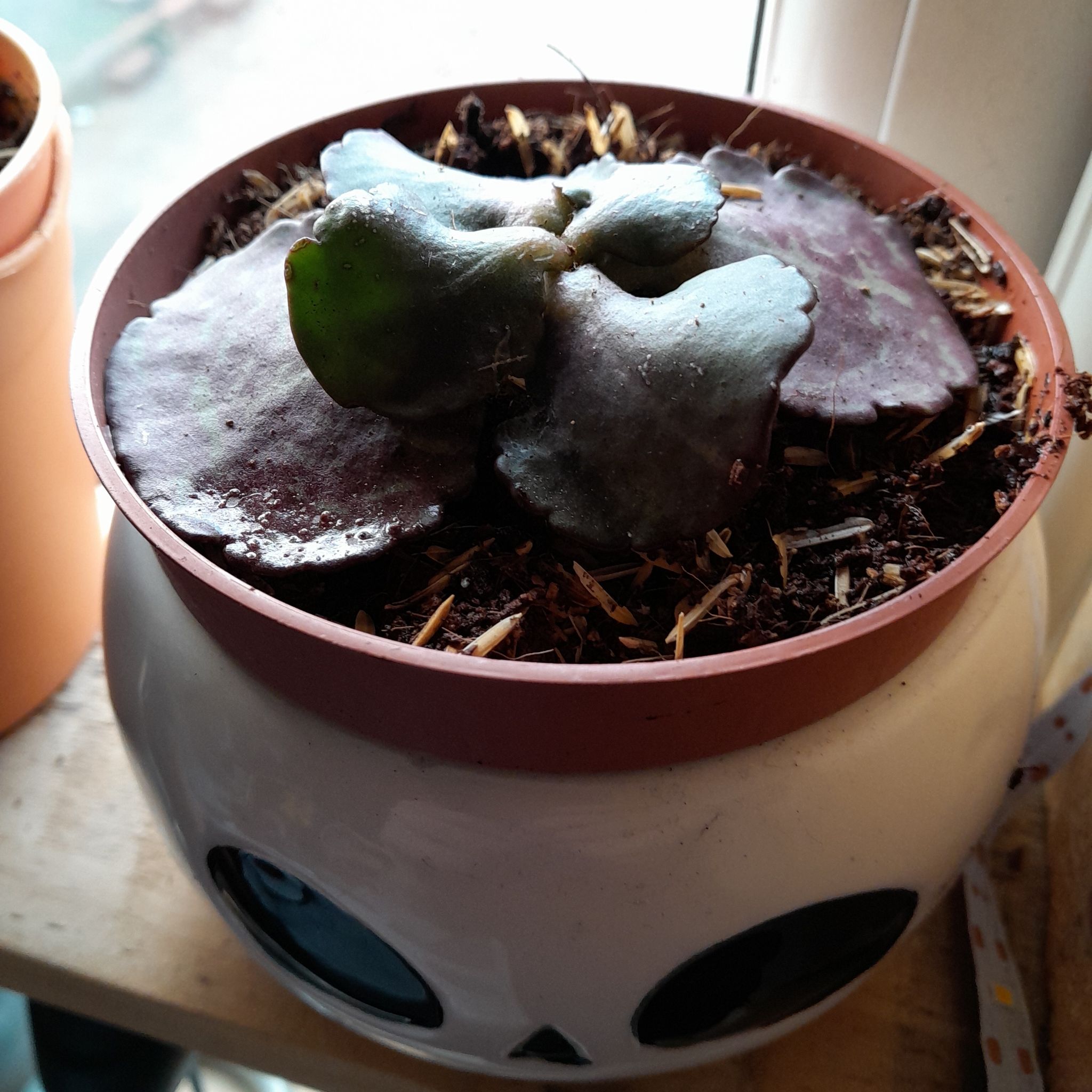 Kalanchoe humilis plant in a pot with visible soil, placed near a window.