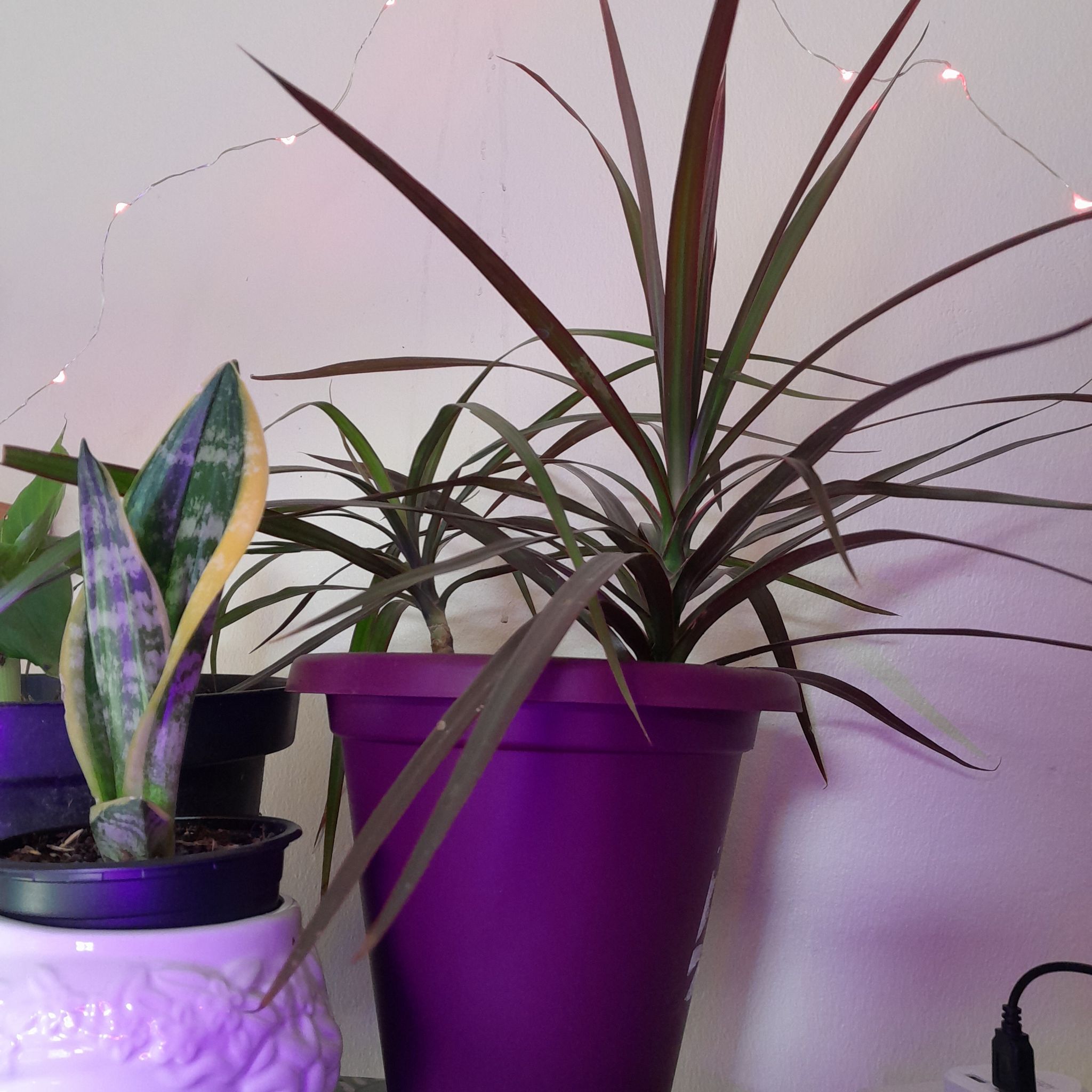 Open Weave Dragon Tree in a purple pot with other plants in the background.