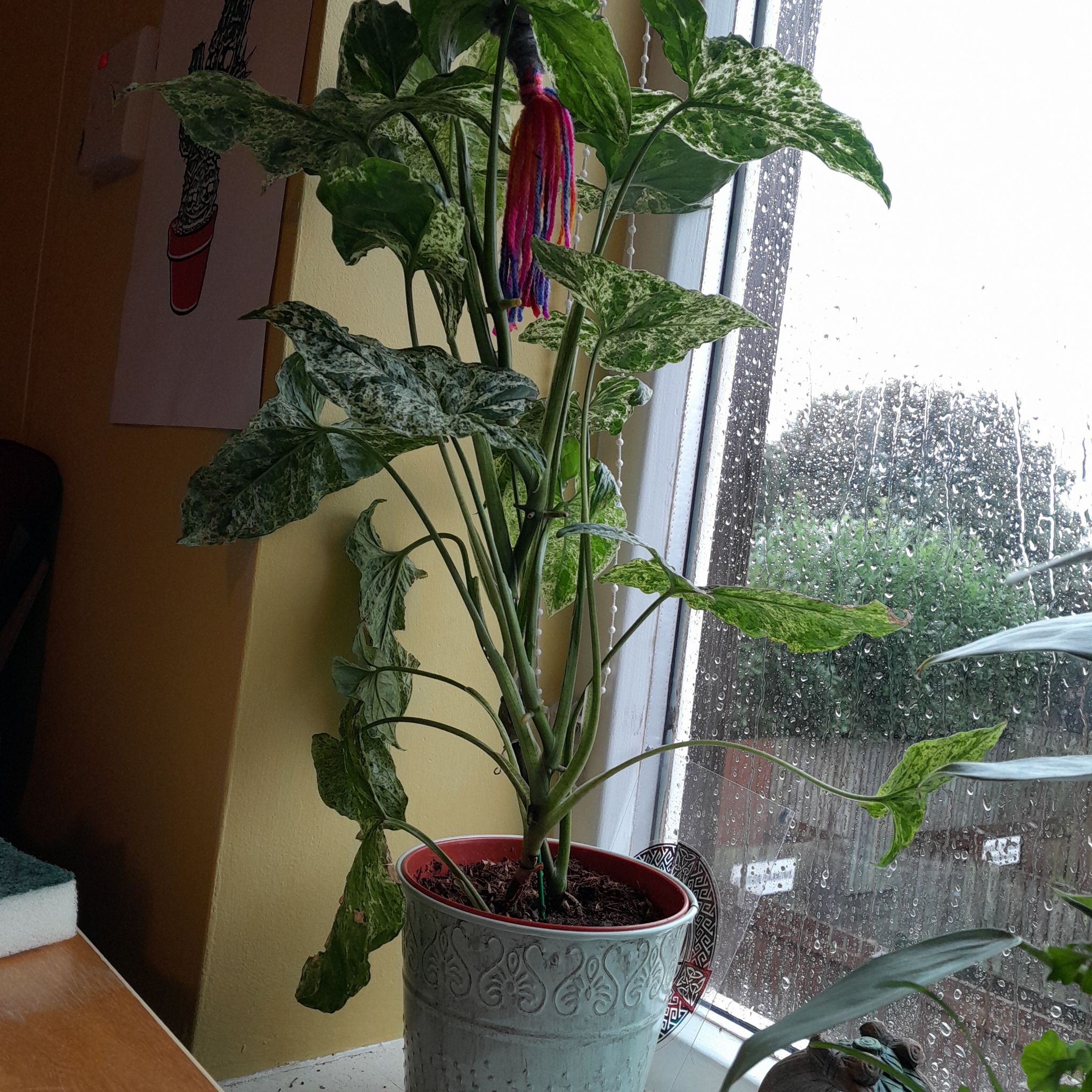 Syngonium podophyllum 'Mojito' plant in a decorative pot near a window.
