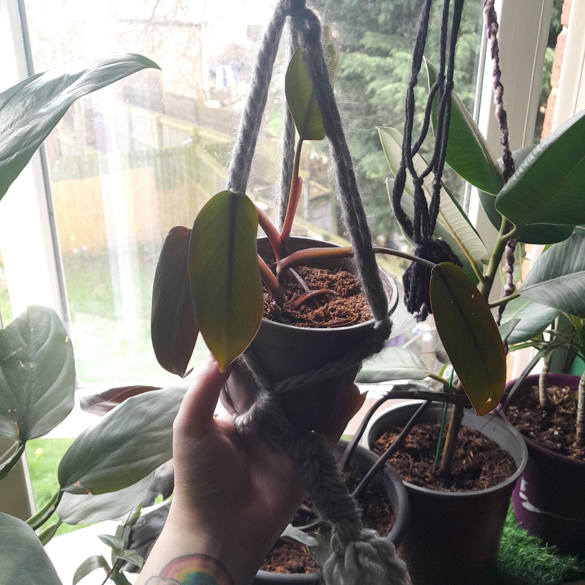 Philodendron Dark Lord plant in a hanging pot, held by a hand, with visible soil and healthy leaves.