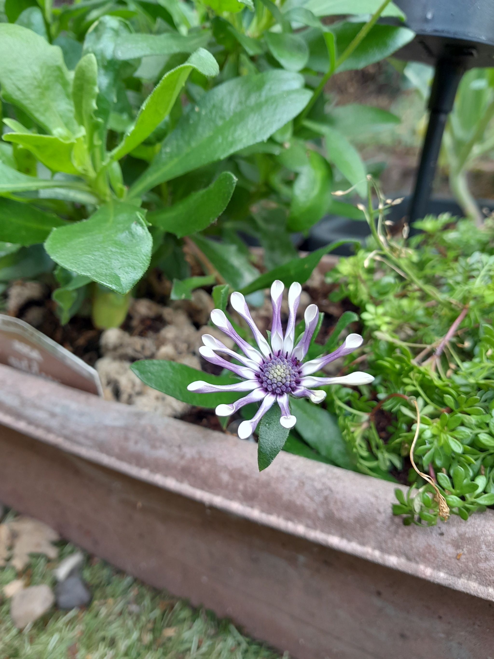 Van Staden's river daisy with purple and white petals in a pot with visible soil and other plants.