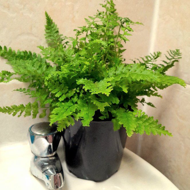 Photo of the plant species Maidenhair fern by @CalendarGrrrl named Maidenhair Marion on Greg, the plant care app