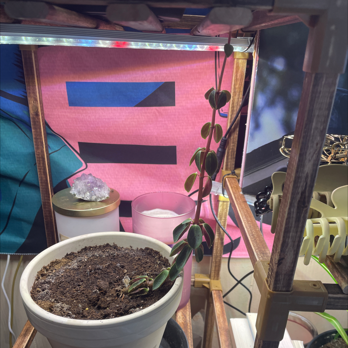 Potted White Velvet plant under a grow light with visible soil and elongated stems.