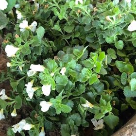 Photo of the plant species Blue Water-Hyssop by @WideawakePapaya named Willow on Greg, the plant care app