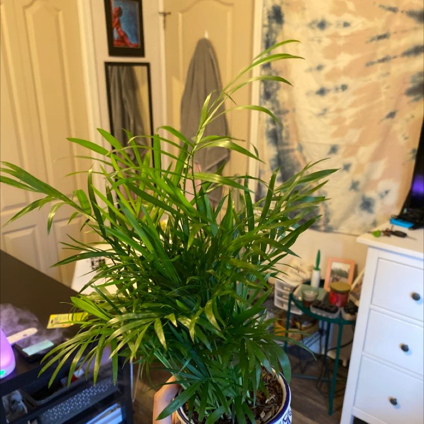 Healthy parlour palm plant with lush green leaves in a decorative planter, sitting on a wooden surface in a room.