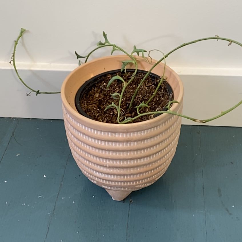 Potted String of Dolphins plant with long, thin stems and minimal foliage.