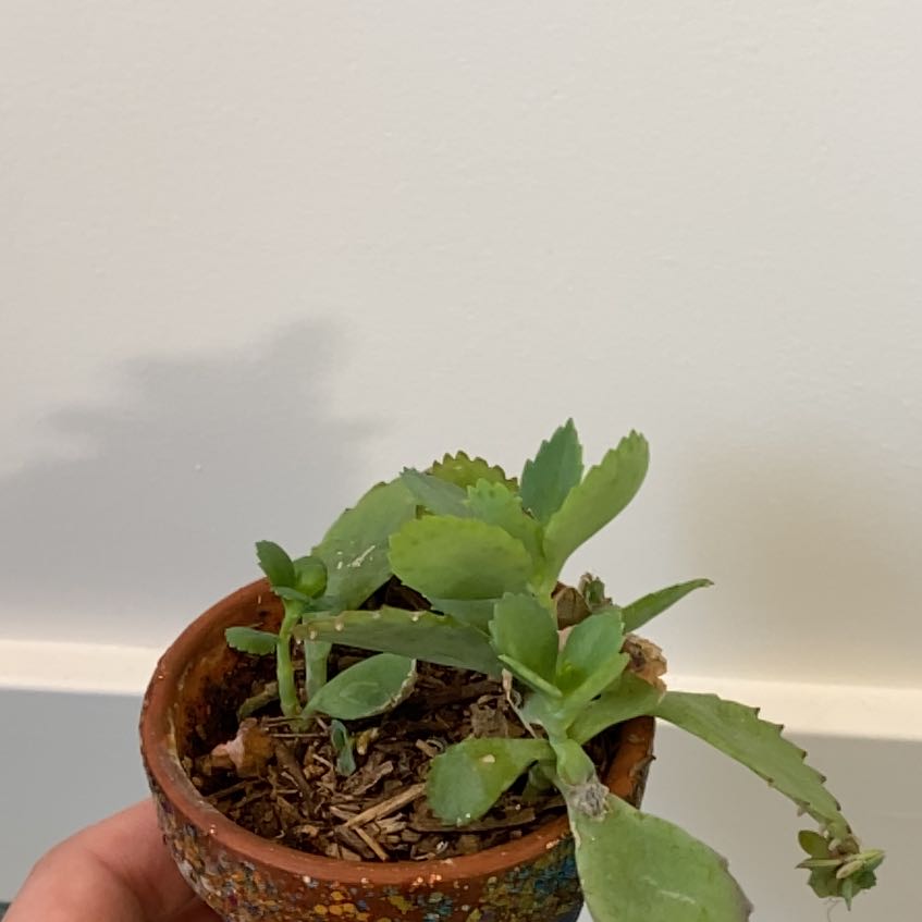Small healthy Mother of Thousands plant in terracotta pot held in hand, showing characteristic leaves with tiny plantlets along margins.