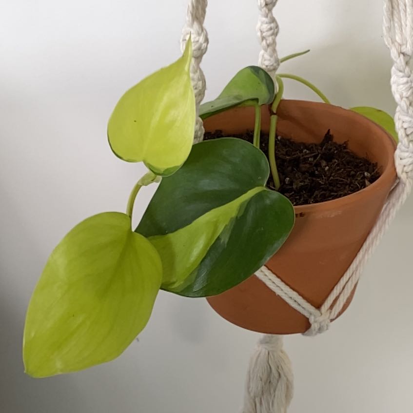 Philodendron Brasil plant in a hanging pot with some yellowing leaves.