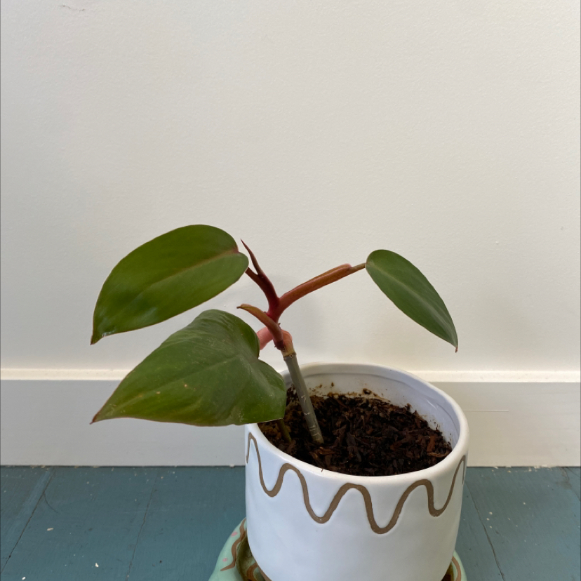 Red Emerald Philodendron in a white pot with decorative pattern, healthy green leaves.