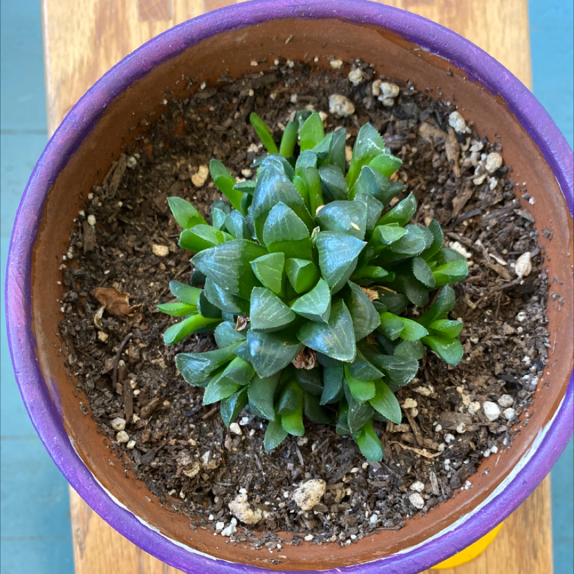 Haworthia cooperi plant in a pot with visible soil, appearing healthy.