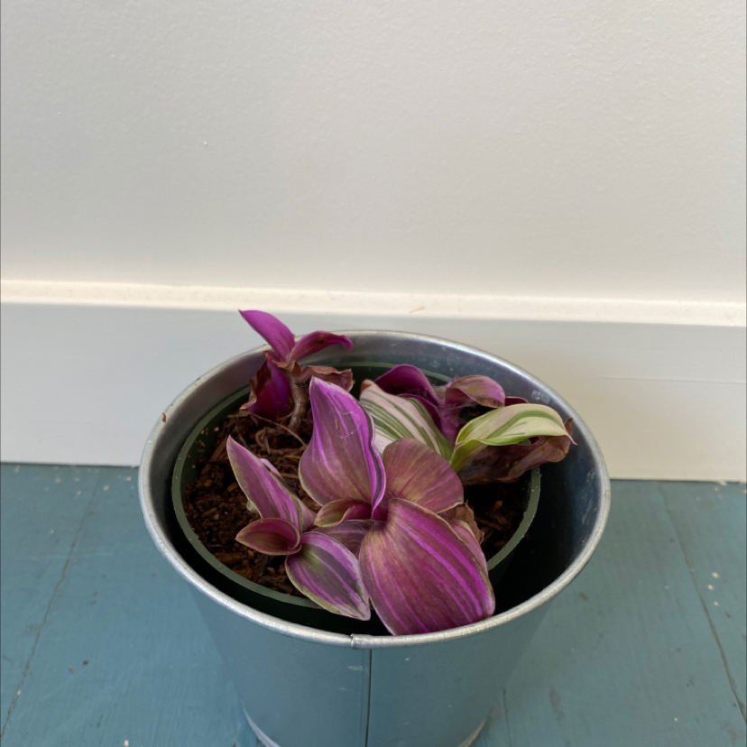 Tradescantia Nanouk plant in a pot with vibrant purple and green leaves.