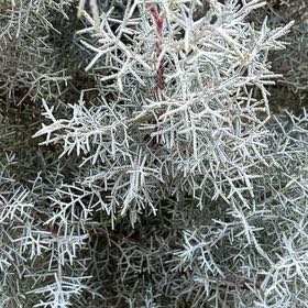 Photo of the plant species Cupressus arizonica by @UpliftingOricad named Rainier on Greg, the plant care app