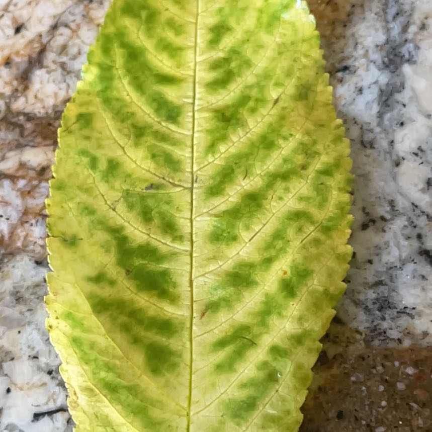 Why Are There Brown Spots on My Sweet Cherry Leaves?