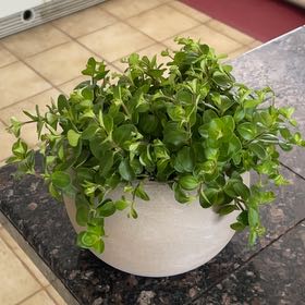 Photo of the plant species Peperomia Jitterbug by @Plantmama2022 named Daphne on Greg, the plant care app