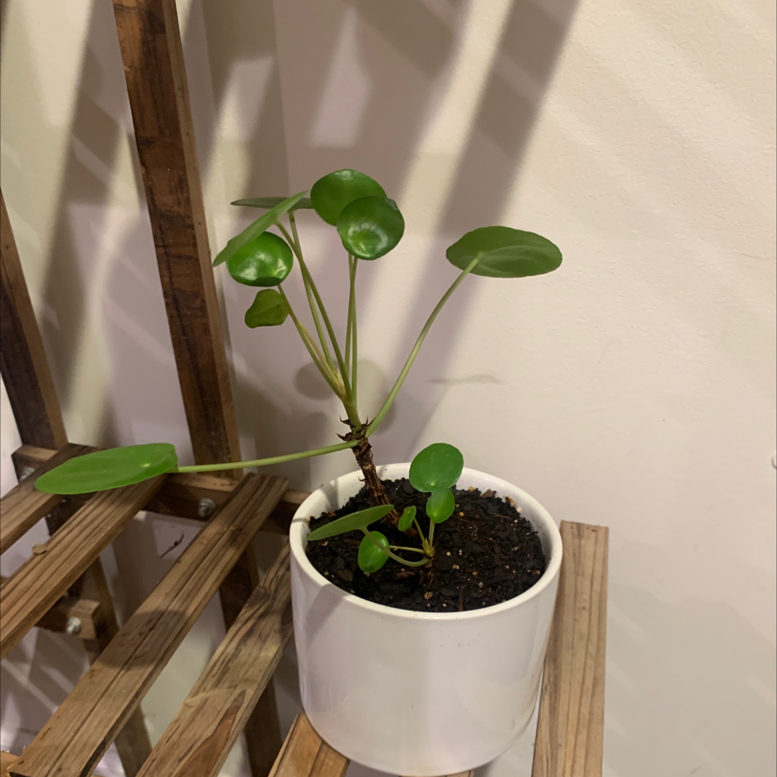 Money Plant